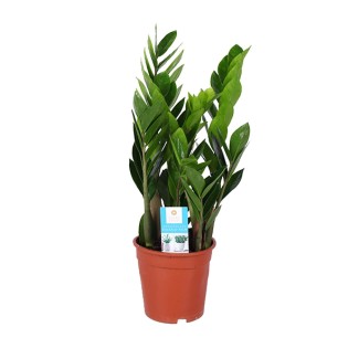 Zamioculcas Zamiifolia - Ø17Cm - ↕60Cm