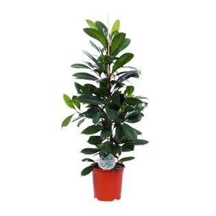 Ficus Cyathistipula - Ø21Cm - ↕105Cm