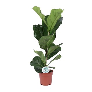 Ficus Lyrata - Ø17Cm - ↕60Cm