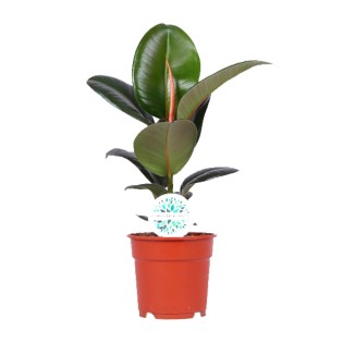 Ficus Elastica Robusta - Ø17Cm - ↕55Cm