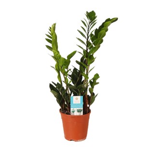 Zamioculcas Zamiifolia - Ø14Cm - ↕45Cm