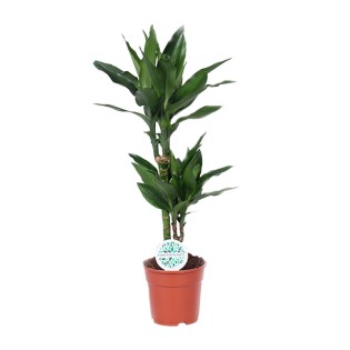 Dracaena Janet Lind - Ø17Cm - ↕70Cm