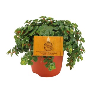 Sedum Tornado - Ø11Cm - ↕15Cm