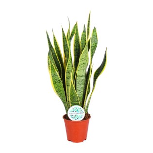 Sansevieria Trifasciata Laurentii - Ø14Cm - ↕50Cm