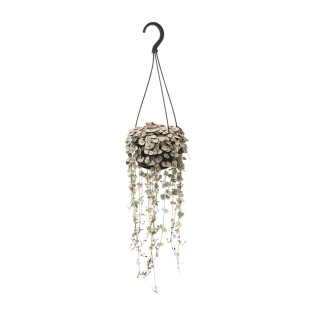 Ceropegia Linearis Subsp. Woodii Variegata - Ø14Cm - ↕38Cm