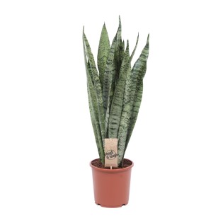 Sansevieria Zeylanica - Ø17Cm - ↕70Cm
