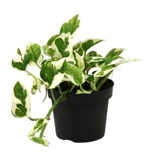 Scindapsus (Epipremnum) N'joy - Ø12Cm - ↕15Cm