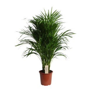 Dypsis Lutescens (Areca) - Ø21Cm - ↕100Cm