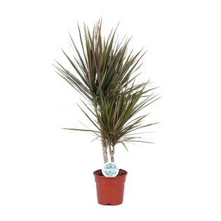 Dracaena Bicolor - Ø17Cm - ↕75Cm