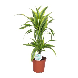 Dracaena Lemon Lime - Ø17Cm - ↕65Cm