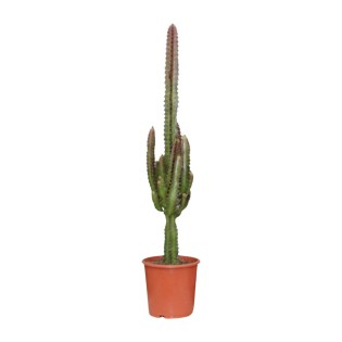 Euphorbia Trigona Rubra - Ø17Cm - ↕70Cm
