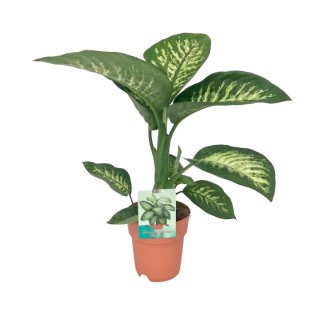 Dieffenbachia Seguine Tropic Snow - Ø19Cm - ↕70Cm