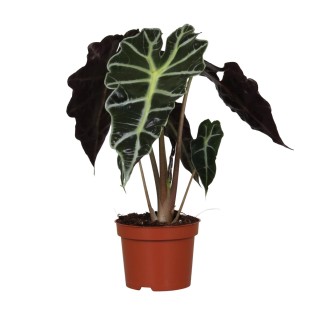 Alocasia Amazonica Polly - Ø12Cm - ↕30Cm