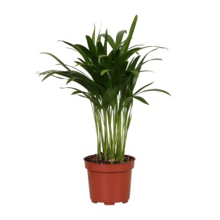 Areca Catechu - Ø12Cm - ↕35Cm