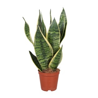 Sansevieria Trifasciata Futura Superba - Ø12Cm - ↕40Cm