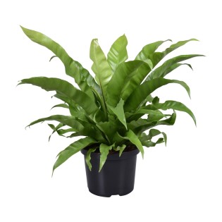 Asplenium Antiquum - Ø23Cm - ↕60Cm
