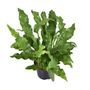 Microsorum Diversifolium - Ø23Cm - ↕60Cm