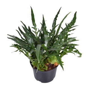 Aglaomorpha Coronans - Ø23Cm - ↕60Cm