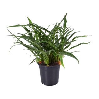 Aglaomorpha Coronans - Ø17Cm - ↕45Cm