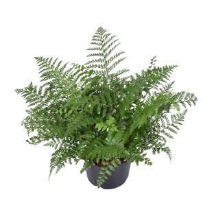 Asplenium Parvati - Ø23Cm - ↕55Cm
