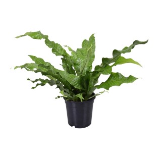 Microsorum Diversifolium - Ø17Cm - ↕45Cm