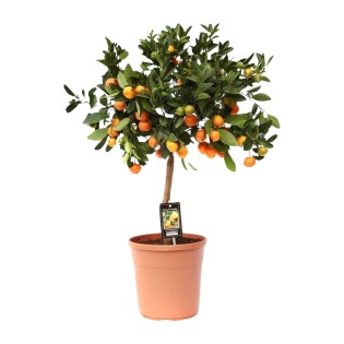 Citrus Calamondin - Ø22Cm - ↕80Cm