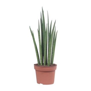 Sansevieria Mikado - Ø12Cm - ↕40Cm