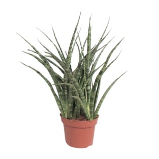 Sansevieria Fernwood Punk - Ø12Cm - ↕35Cm