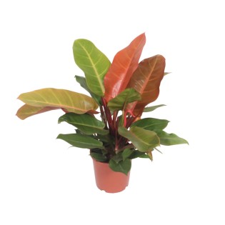 Philodendron Prince Of Orange - Ø17Cm - ↕45Cm