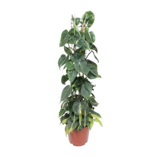 Philodendron Scandens Brasil - Ø24Cm - ↕120Cm