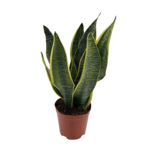 Sansevieria Superba - Ø12Cm - ↕40Cm