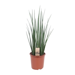 Sansevieria Mikado - Ø19Cm - ↕70Cm