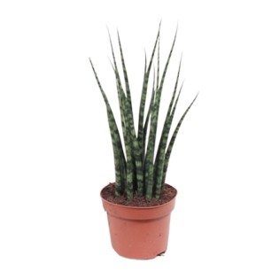 Sansevieria Fernwood Mikado - Ø12Cm - ↕40Cm