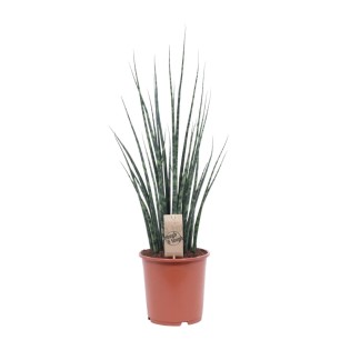 Sansevieria Fernwood Mikado - Ø19Cm - ↕80Cm
