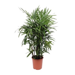 Rhapis Excelsa - Ø27Cm - ↕120Cm