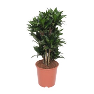 Dracaena Compacta - Ø24Cm - ↕80Cm