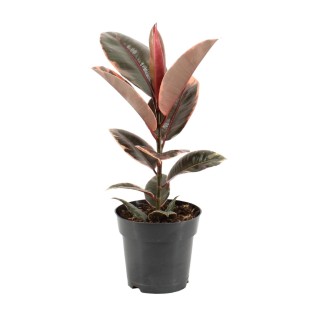 Ficus Elastica Belize - Ø17Cm - ↕55Cm