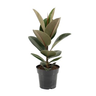 Ficus Elastica Robusta - Ø17Cm - ↕55Cm