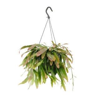 Rhipsalis Red Coral - Ø17Cm - ↕25Cm