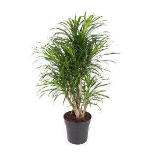 Dracaena Anita - Ø24Cm - ↕100Cm