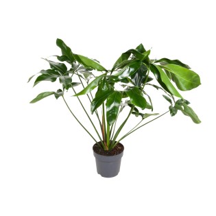 Philodendron Green Wonder - Ø24Cm - ↕100Cm