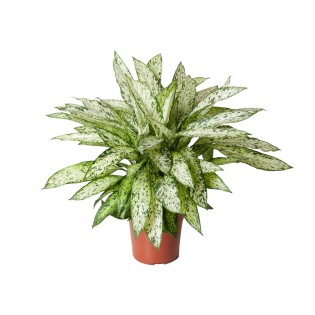 Dieffenbachia Vesuvius - Ø27Cm - ↕80Cm