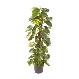 Epipremnum Pinnatum - Ø24Cm - ↕120Cm