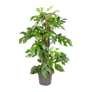 Monstera Minima - Ø19Cm - ↕80Cm