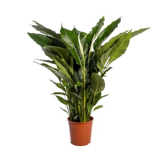 Spathiphyllum Sweet Sebastiano - Ø24Cm - ↕110Cm