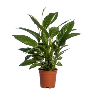 Spathiphyllum Vivaldi - Ø17Cm - ↕70Cm