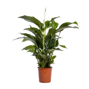 Spathiphyllum Bellini - Ø24Cm - ↕100Cm