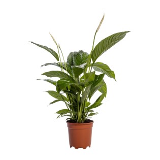 Spathiphyllum Bingo Cupido - Ø19Cm - ↕80Cm