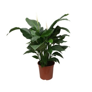 Spathiphyllum Sweet Silvana - Ø24Cm - ↕80Cm