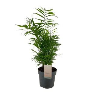 Chamaedorea Elegans - Ø17Cm - ↕50Cm